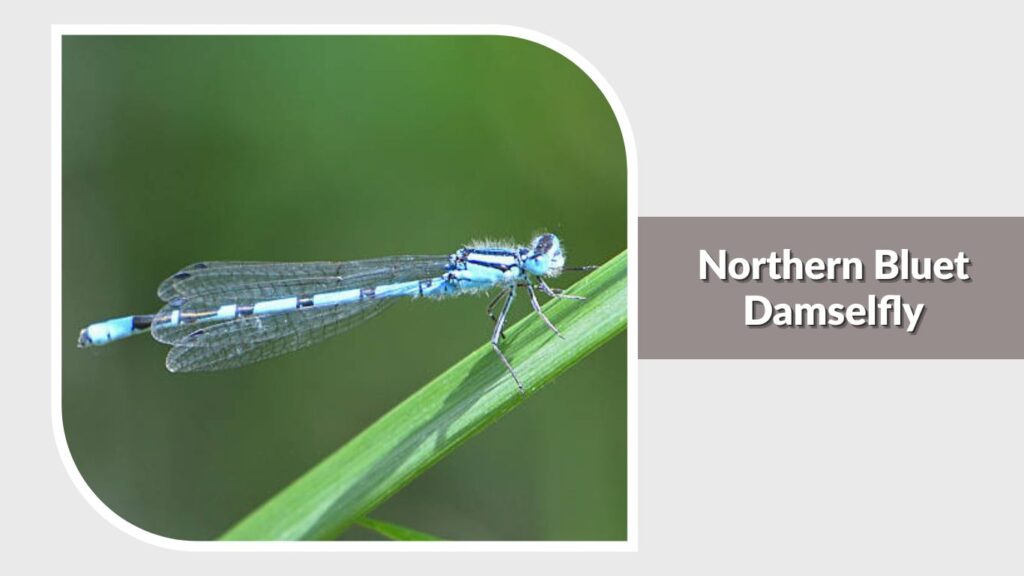 Northern Bluet Damselfly