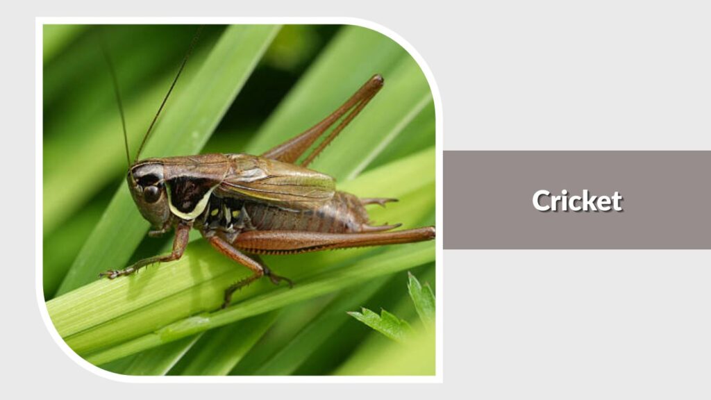 Cricket