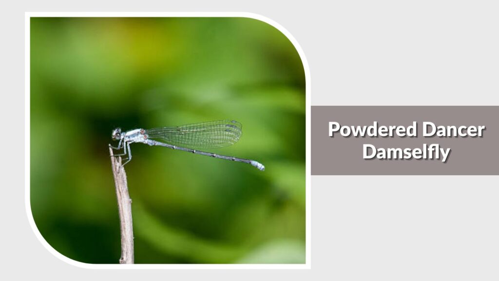 Powdered Dancer Damselfly