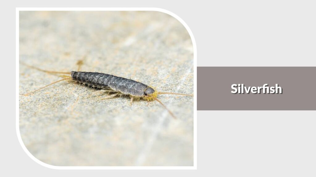 Silverfish