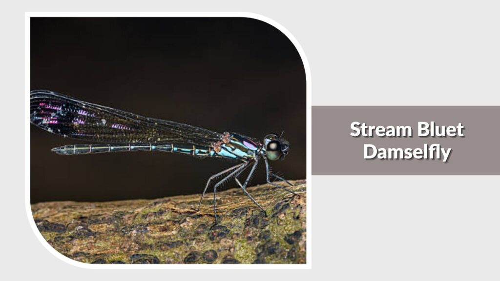Stream Bluet Damselfly