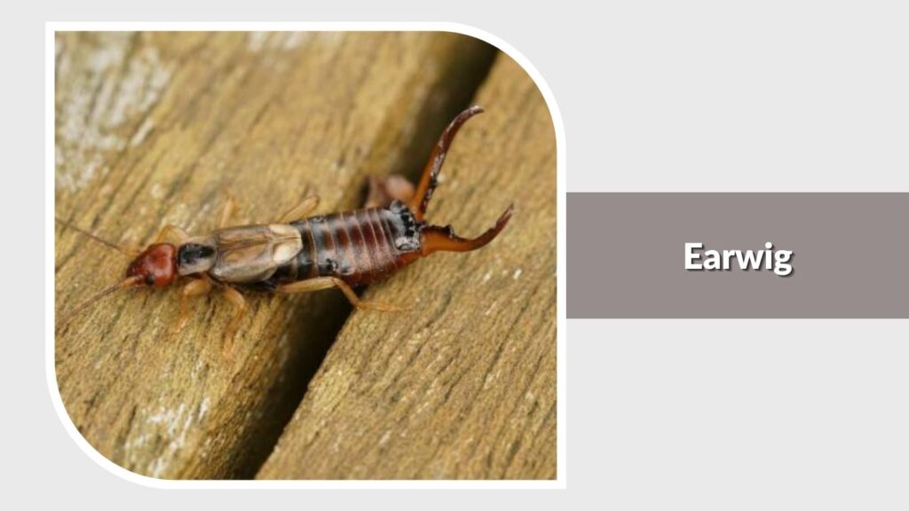 Earwig