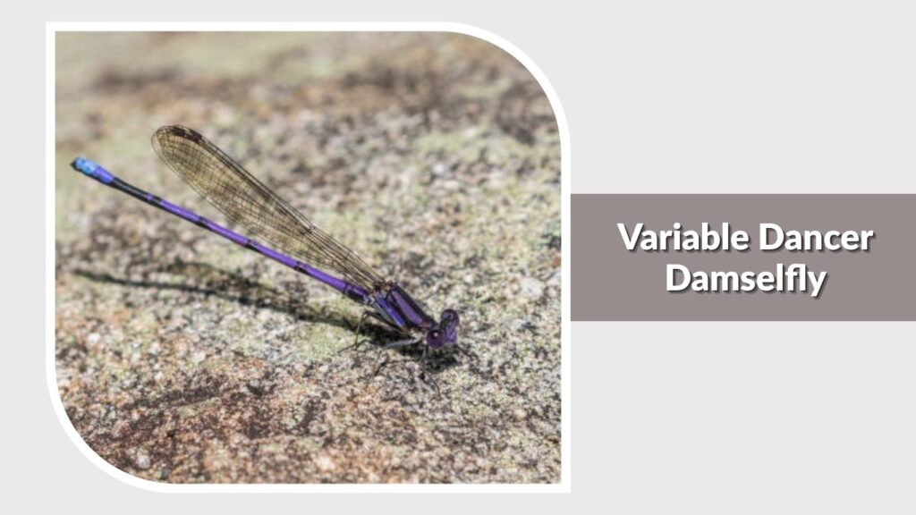 Variable Dancer Damselfly
