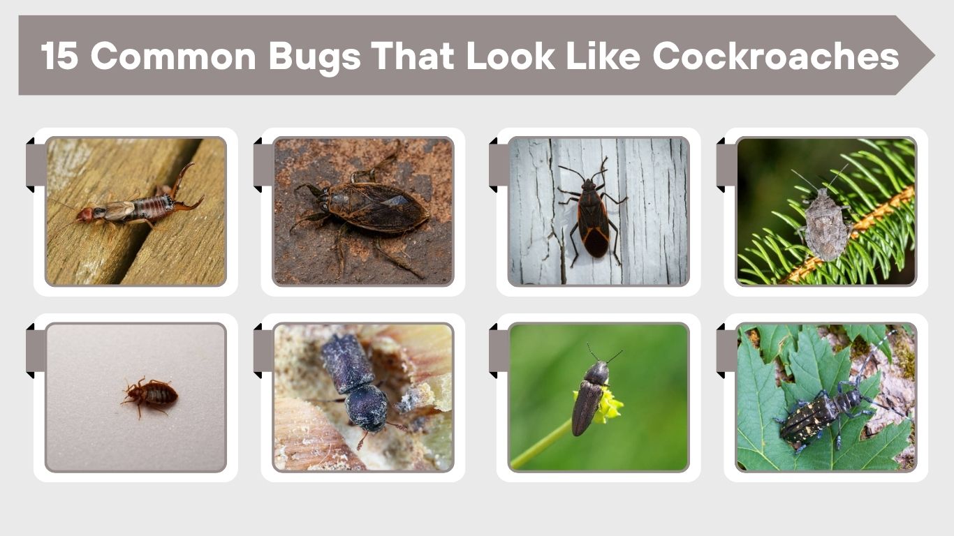 15 Common Bugs That Look Like Cockroaches (ID with Pictures)