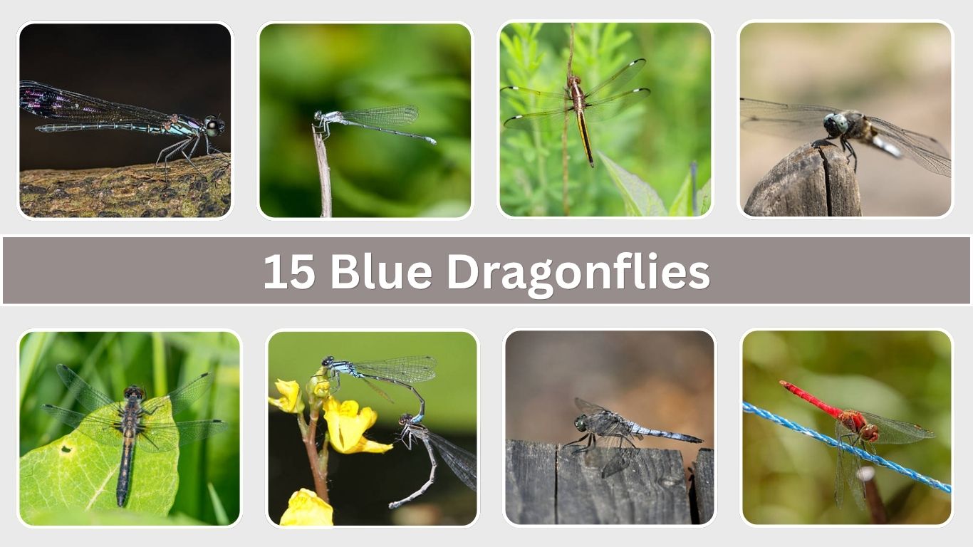 15 Blue Dragonflies: Names, Features, ID with Pictures