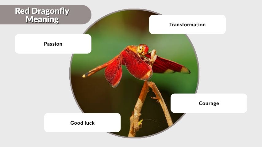 Red Dragonfly Meaning