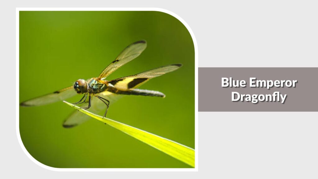 Blue Emperor Dragonfly