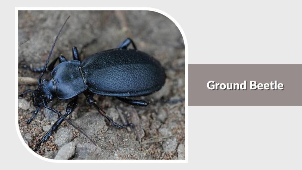 Ground Beetle