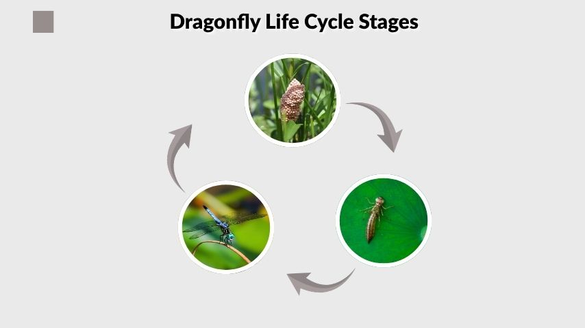 Dragonfly Life Cycle Stages