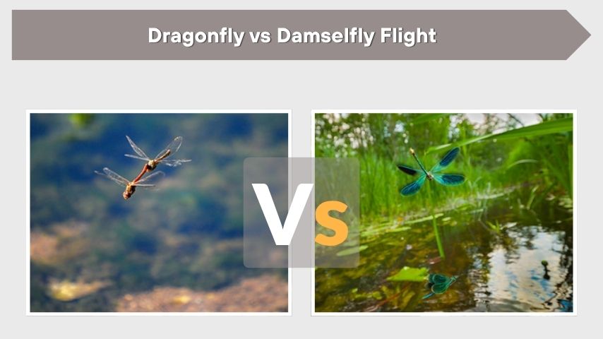 Dragonfly vs Damselfly Flight