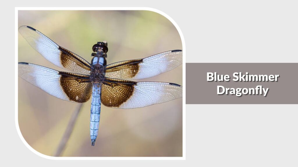 Blue Skimmer Dragonfly