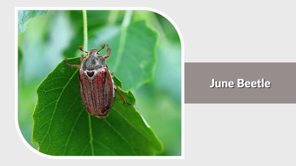 June Beetle