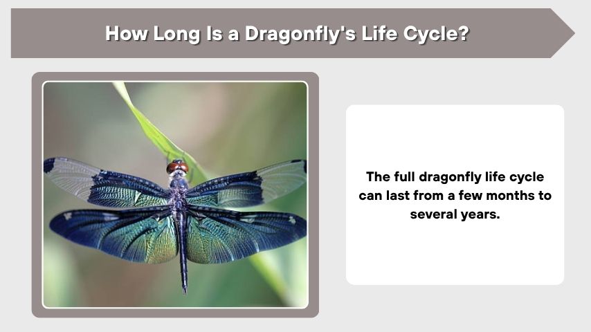 How Long Is a Dragonfly's Life Cycle?