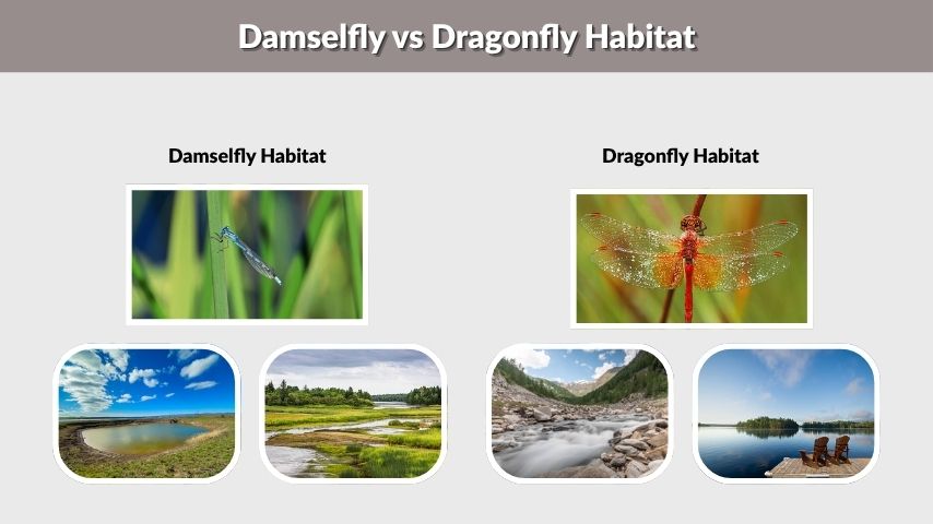 Damselfly vs Dragonfly Habitat