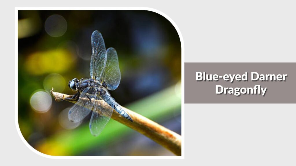 Blue-eyed Darner Dragonfly