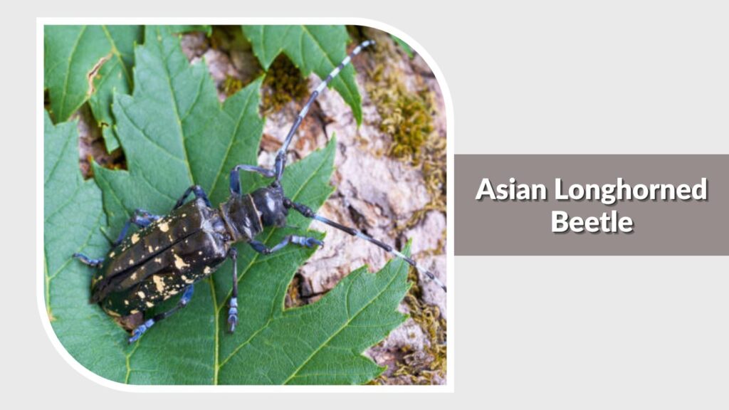 Asian Longhorned Beetle