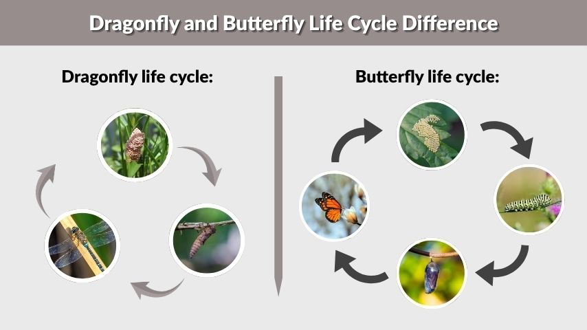 Dragonfly and Butterfly Life Cycle Difference