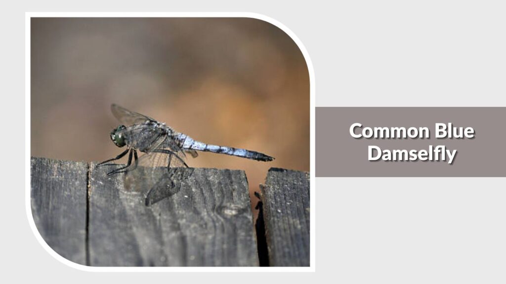 Common Blue Damselfly