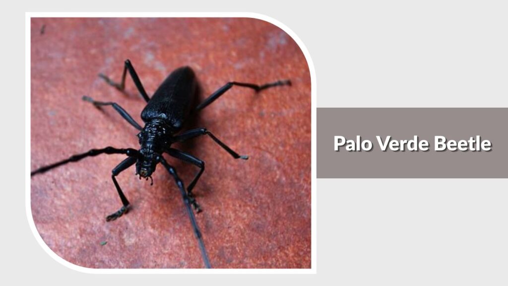 Palo Verde Beetle