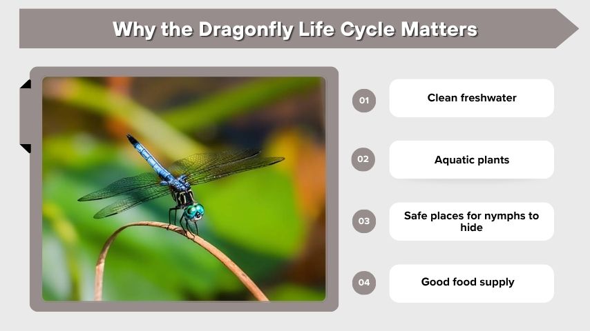 Why the Dragonfly Life Cycle Matters