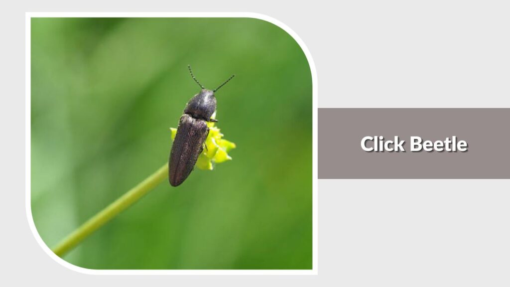 Click Beetle