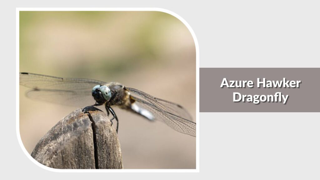 Azure Hawker Dragonfly