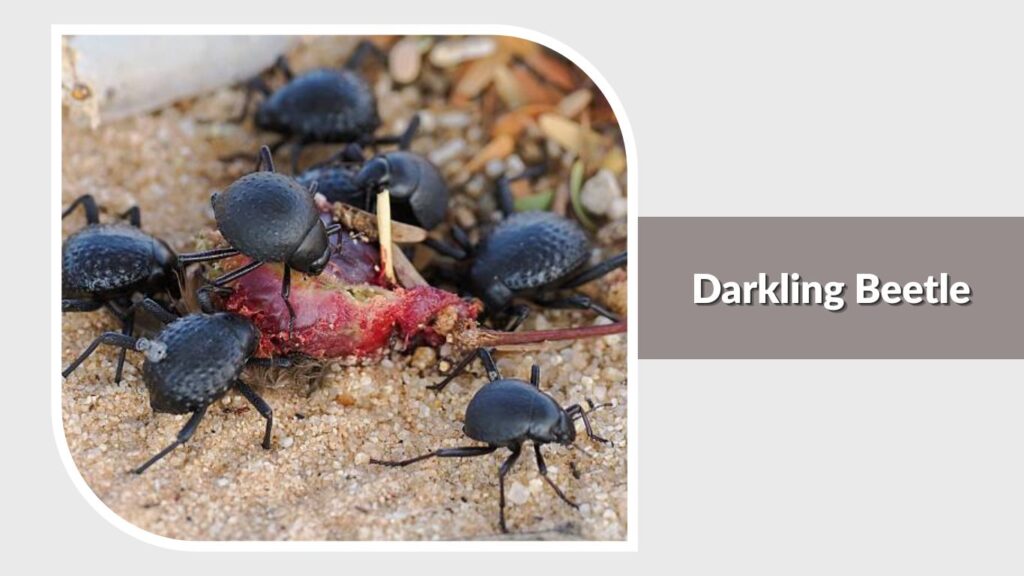 Darkling Beetle