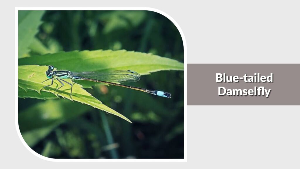 Blue-tailed Damselfly