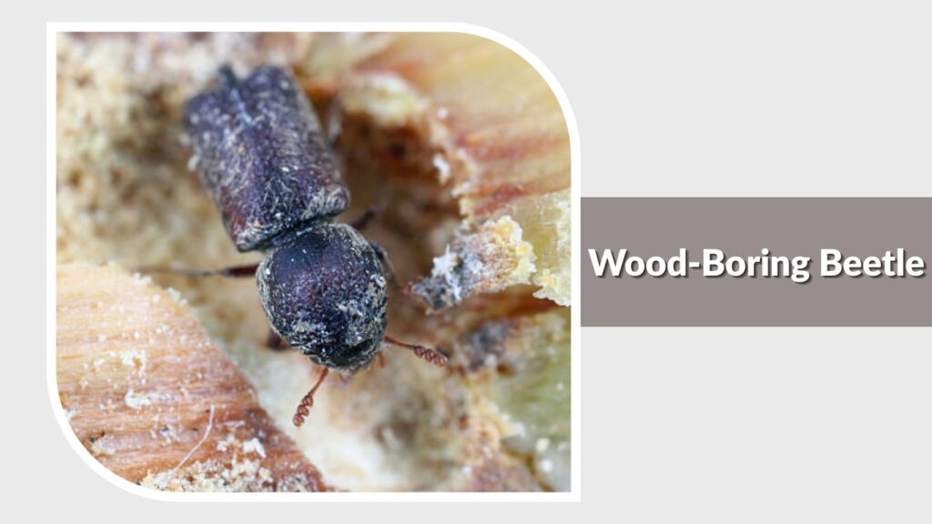 Wood-Boring Beetle