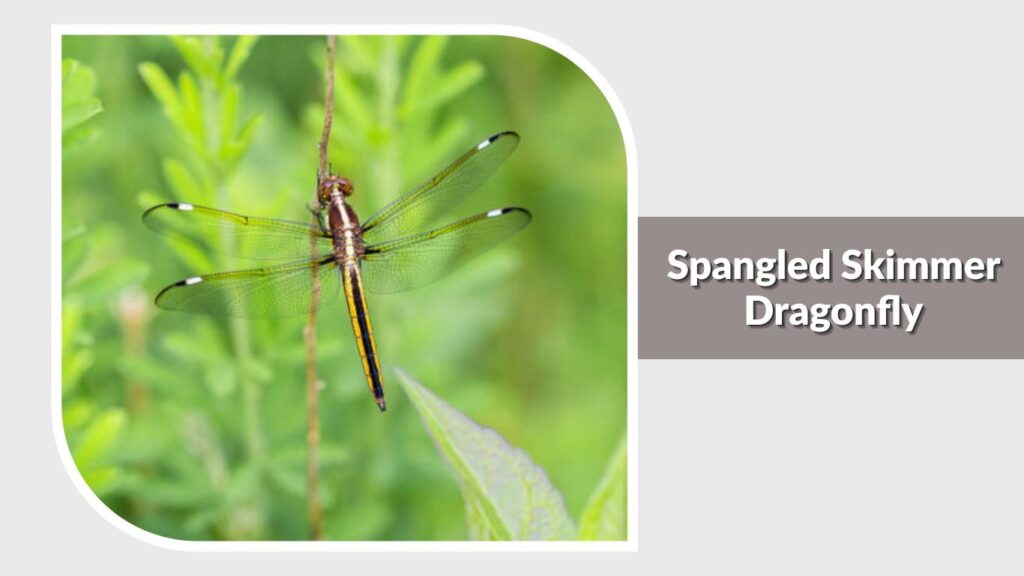 Spangled Skimmer Dragonfly