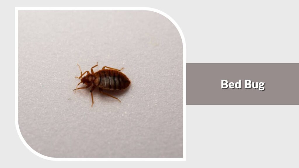 Bed Bug