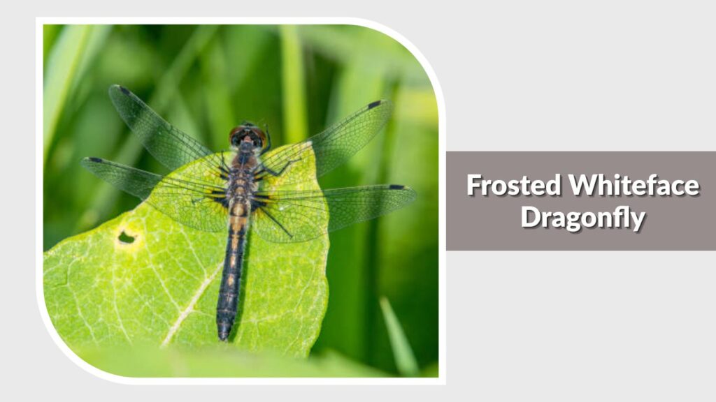 Frosted Whiteface Dragonfly