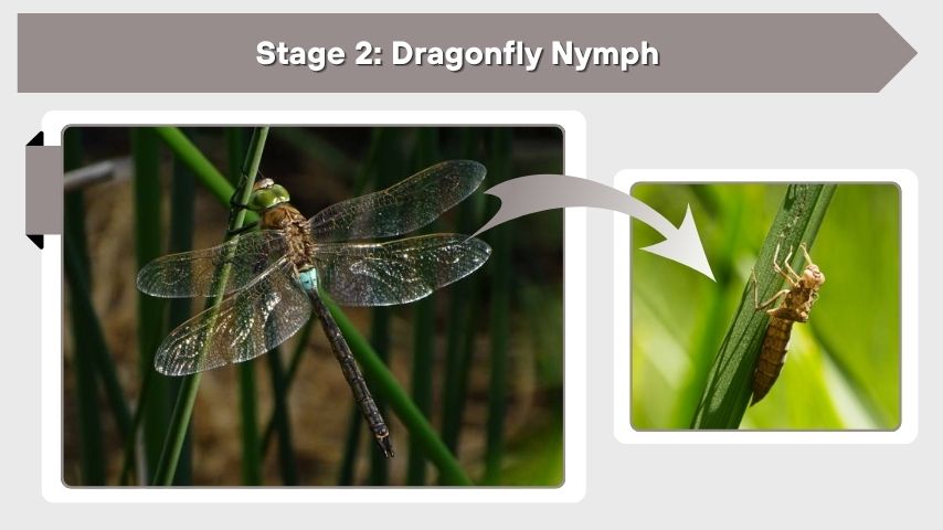 Stage 2: Dragonfly Nymph