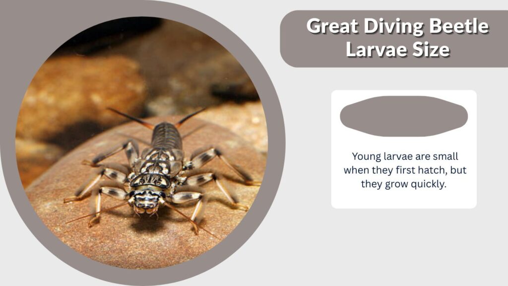 Young larvae are small when they first hatch, but they grow quickly.