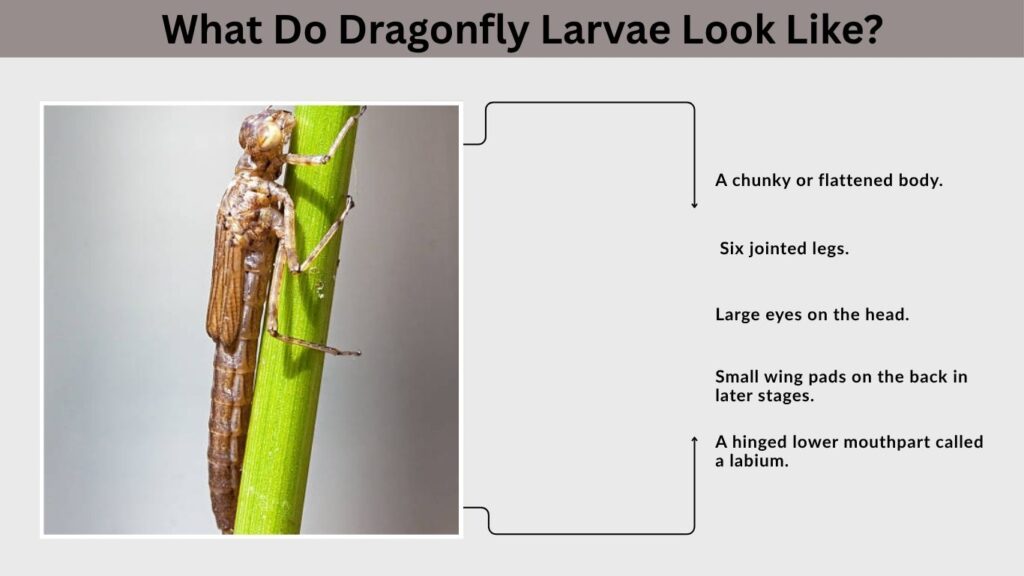 What Do Dragonfly Larvae Look Like?