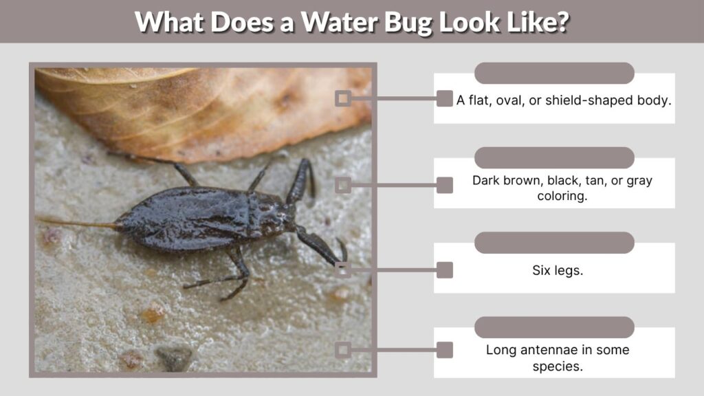 What Does a Water Bug Look Like?