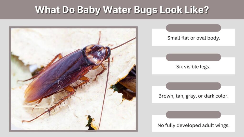 What Do Baby Water Bugs Look Like?