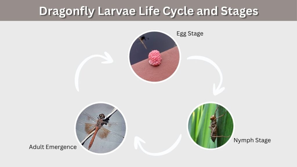 Dragonfly Larvae Life Cycle and Stages