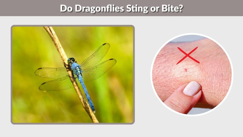 Do Dragonflies Sting or Bite?