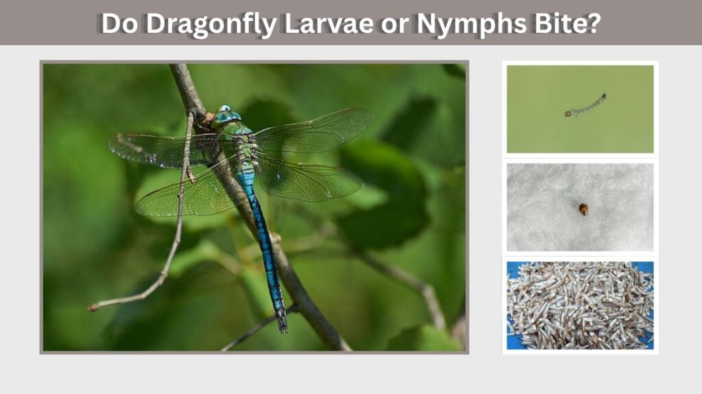 Do Dragonfly Larvae or Nymphs Bite?