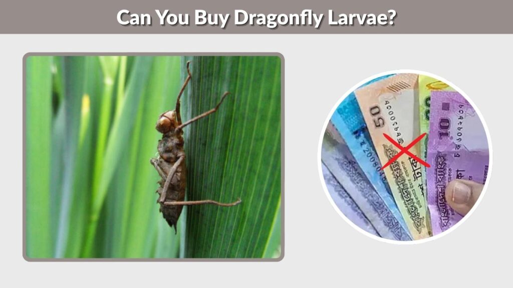 Can You Buy Dragonfly Larvae?