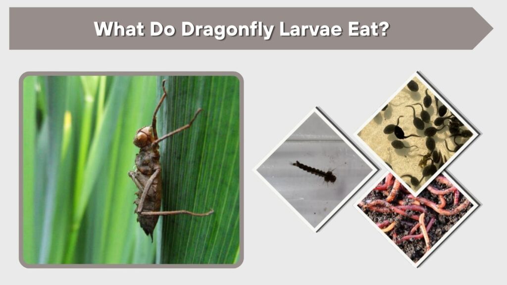What Do Dragonfly Larvae Eat?