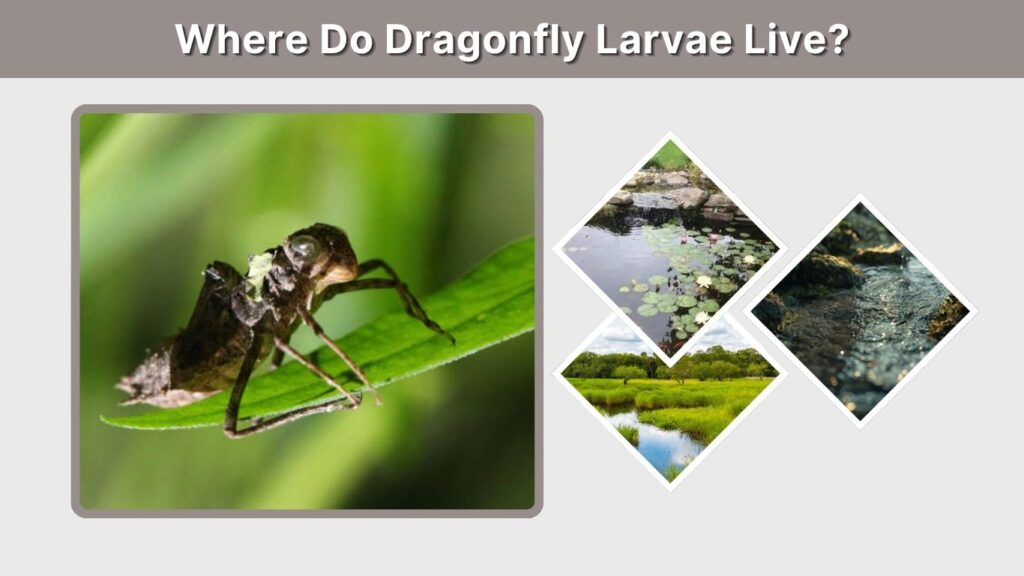Where Do Dragonfly Larvae Live?