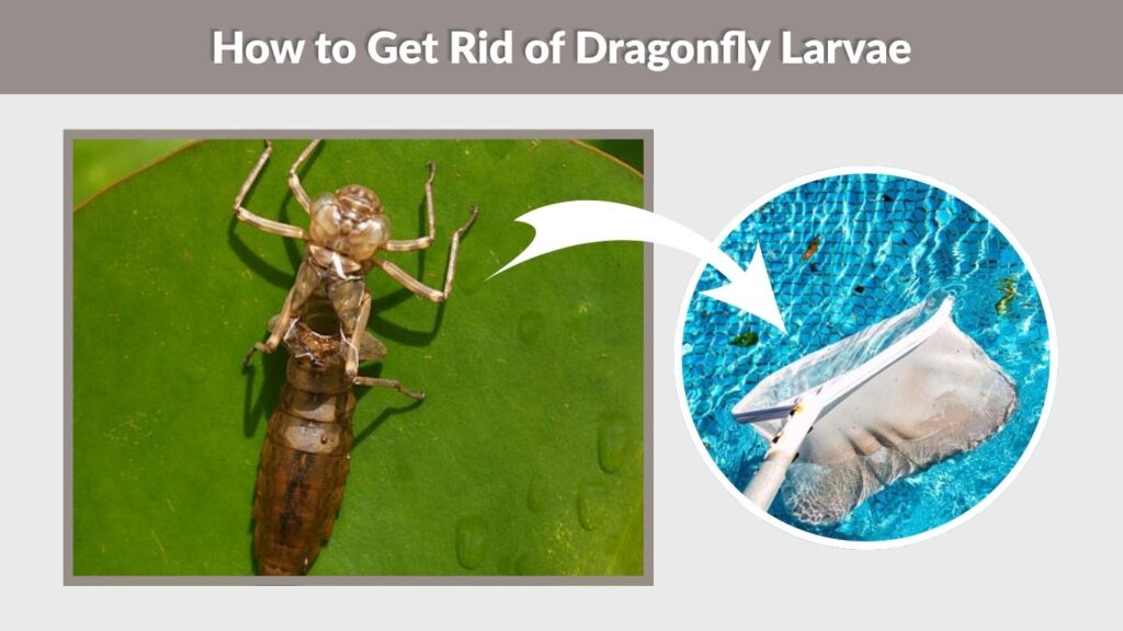 How to Get Rid of Dragonfly Larvae