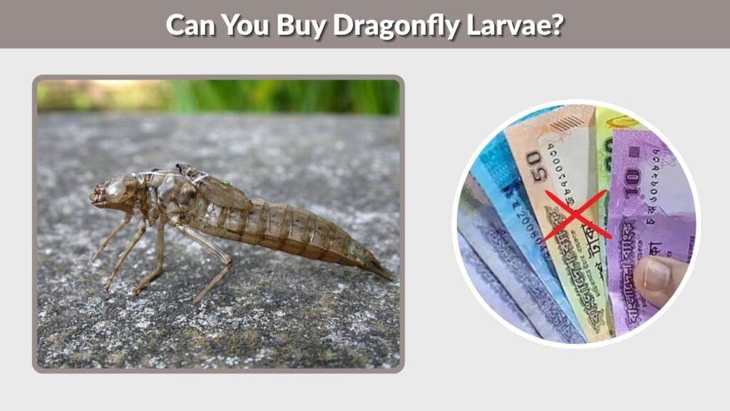 Can You Buy Dragonfly Larvae?