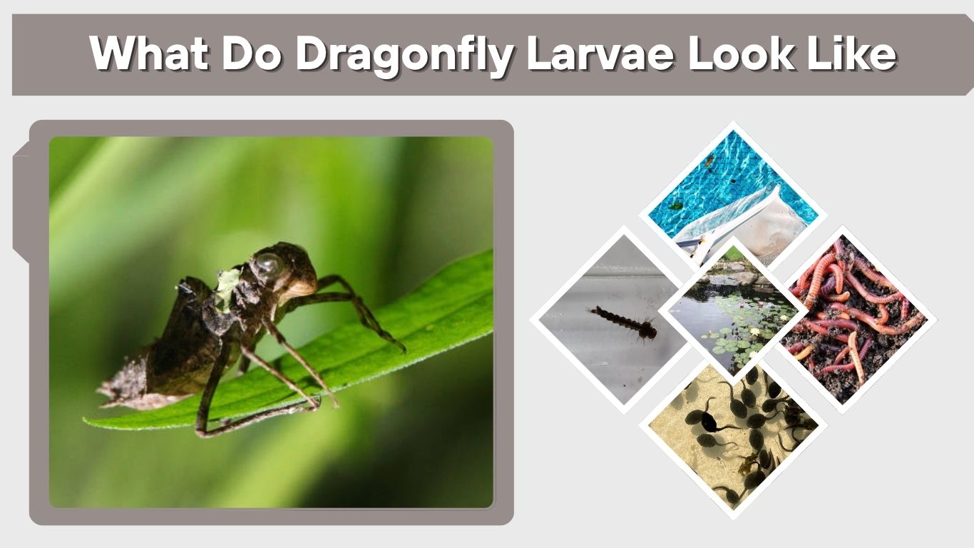 What Do Dragonfly Larvae Look Like? Diet and Pond Facts