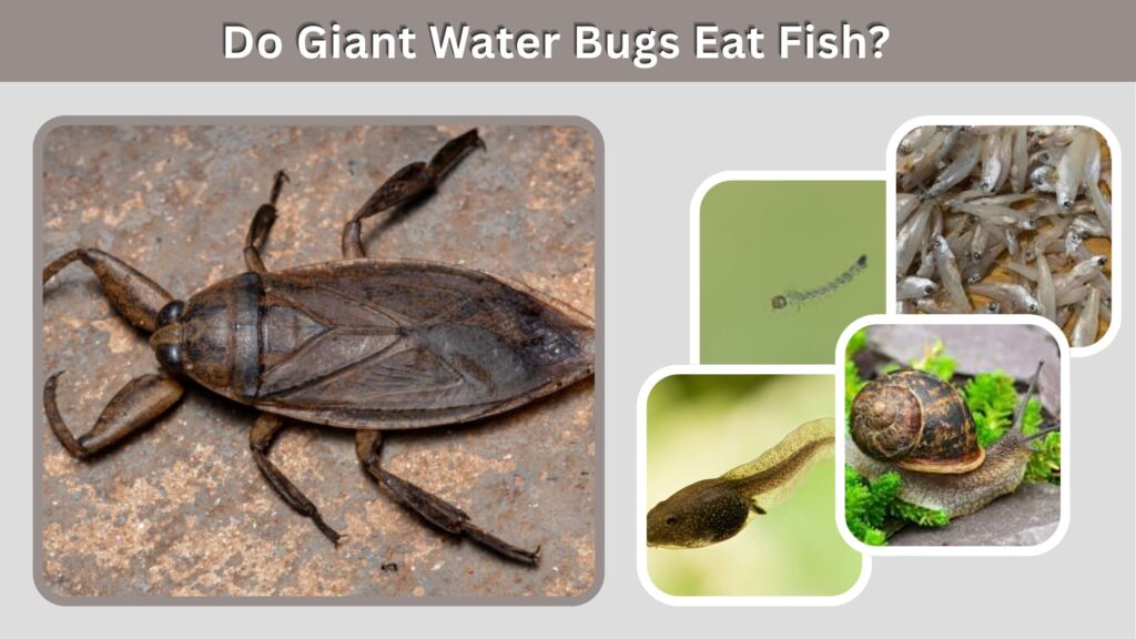 Do Giant Water Bugs Eat Fish?