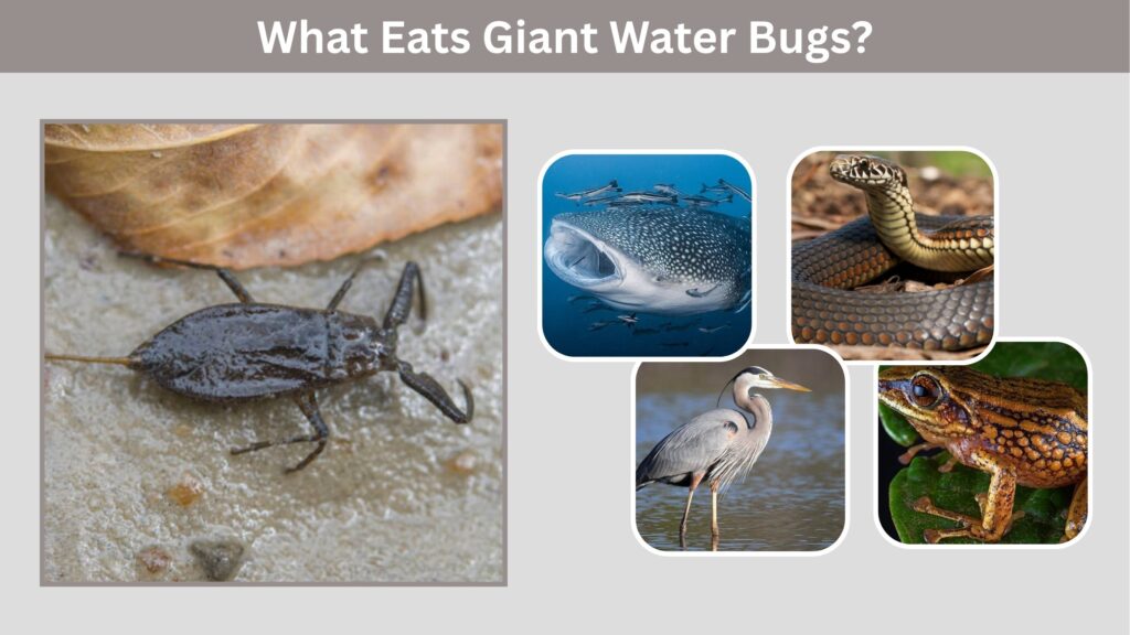 What Eats Giant Water Bugs?