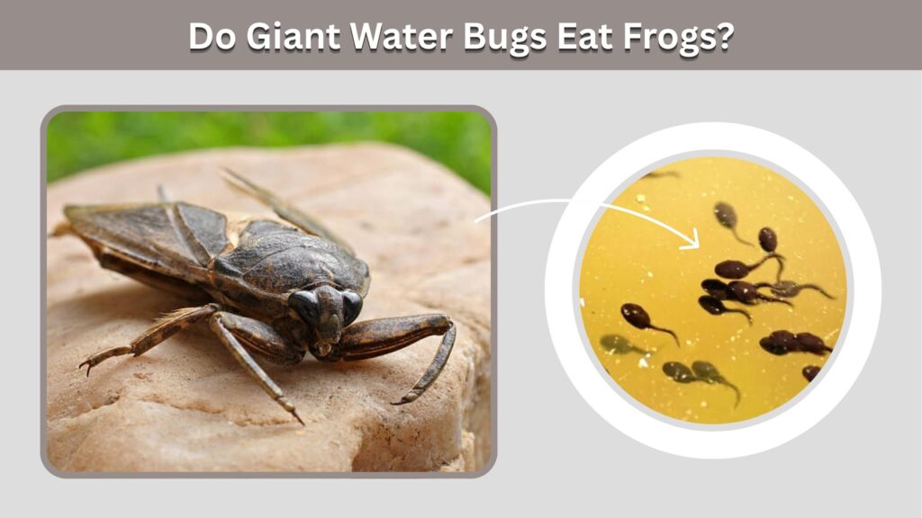Do Giant Water Bugs Eat Frogs?