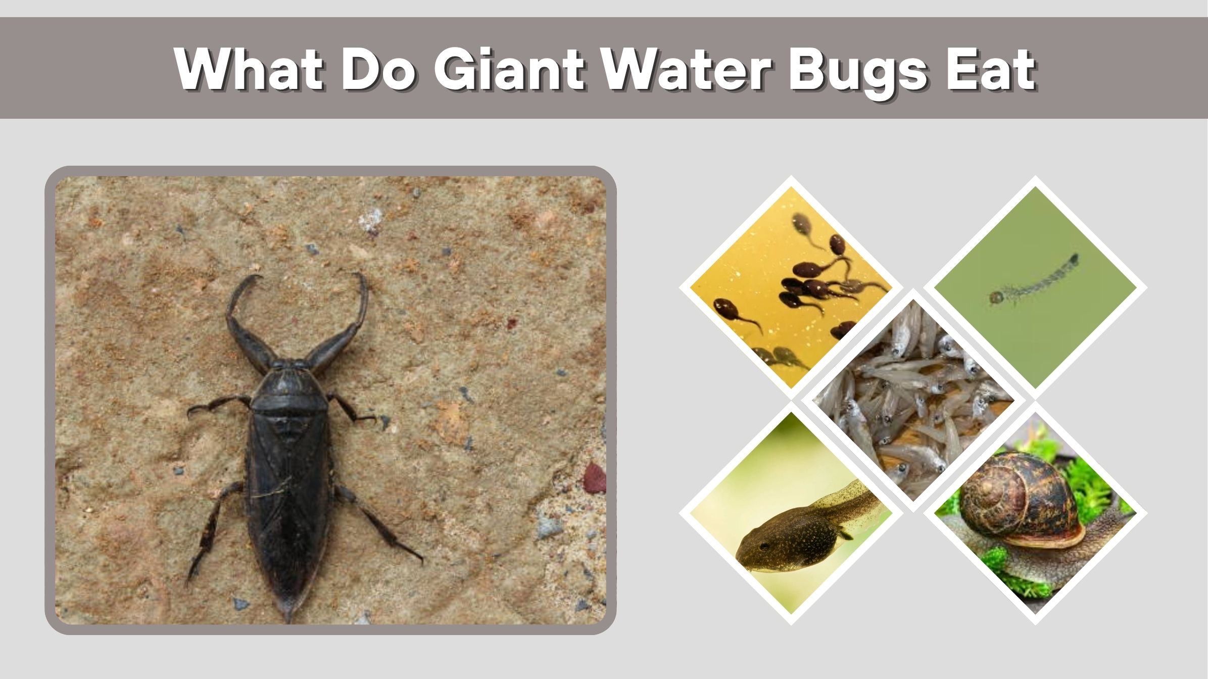 What Do Giant Water Bugs Eat? Diet, Prey, and Predators